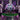 STELLAR NITRO Ultimate